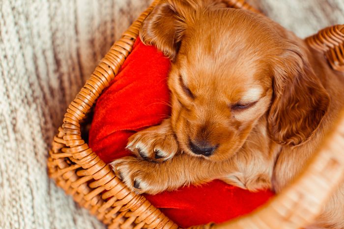 couchage chien panier