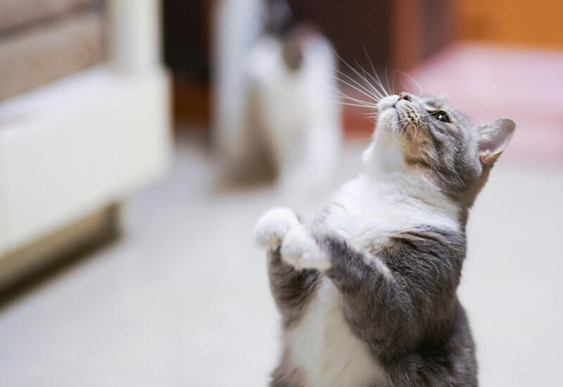 chat stimulé