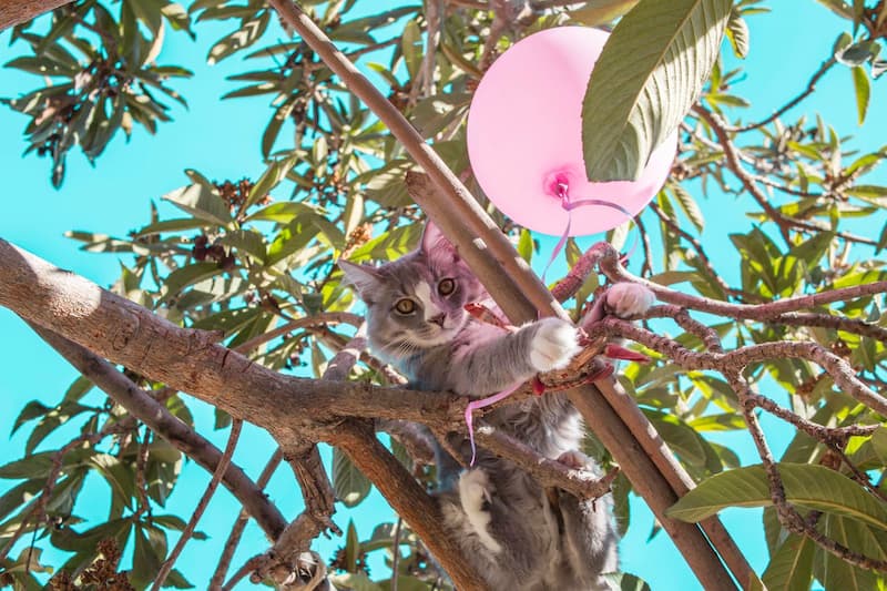 dans un arbre