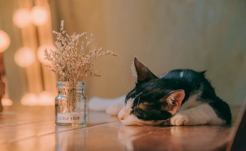 Un chat au repos