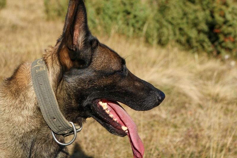 malinois
