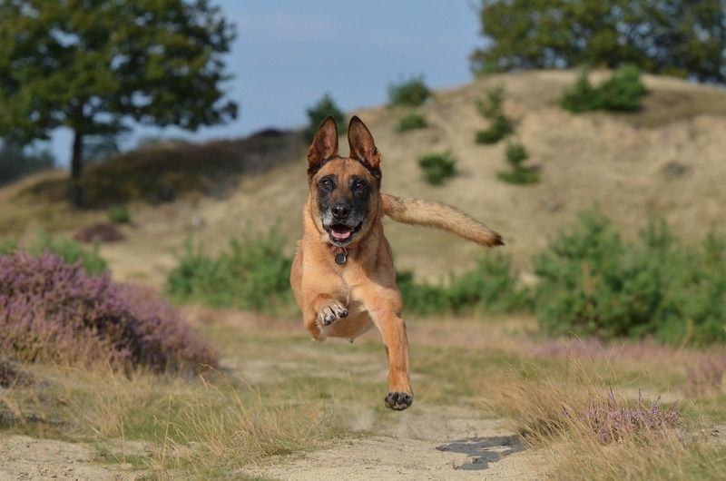 un malinois avec collier