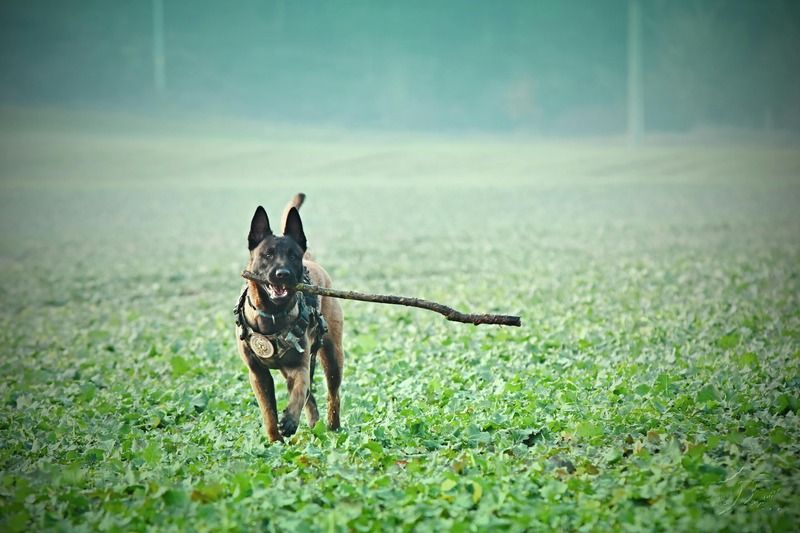 un malinois